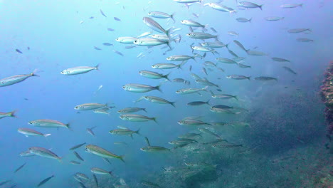 school of tropical silver fish in the red sea while scuba diving