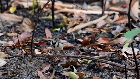 the forest wagtail is a passerine bird foraging on branches, forest grounds, tail wagging constantly sideways