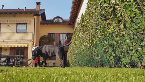 Owner-throws-toy-ball-in-house-garden-and-black-Labrador-Retriever-run-and-catch-it-and-low-angle