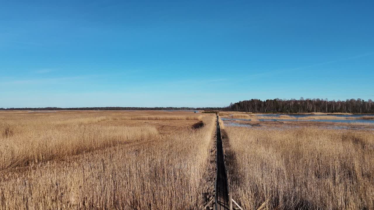 sendero de tablas de madera a través del lago kaniera cañas disparo aéreo de primavera lapmezciems, letonia