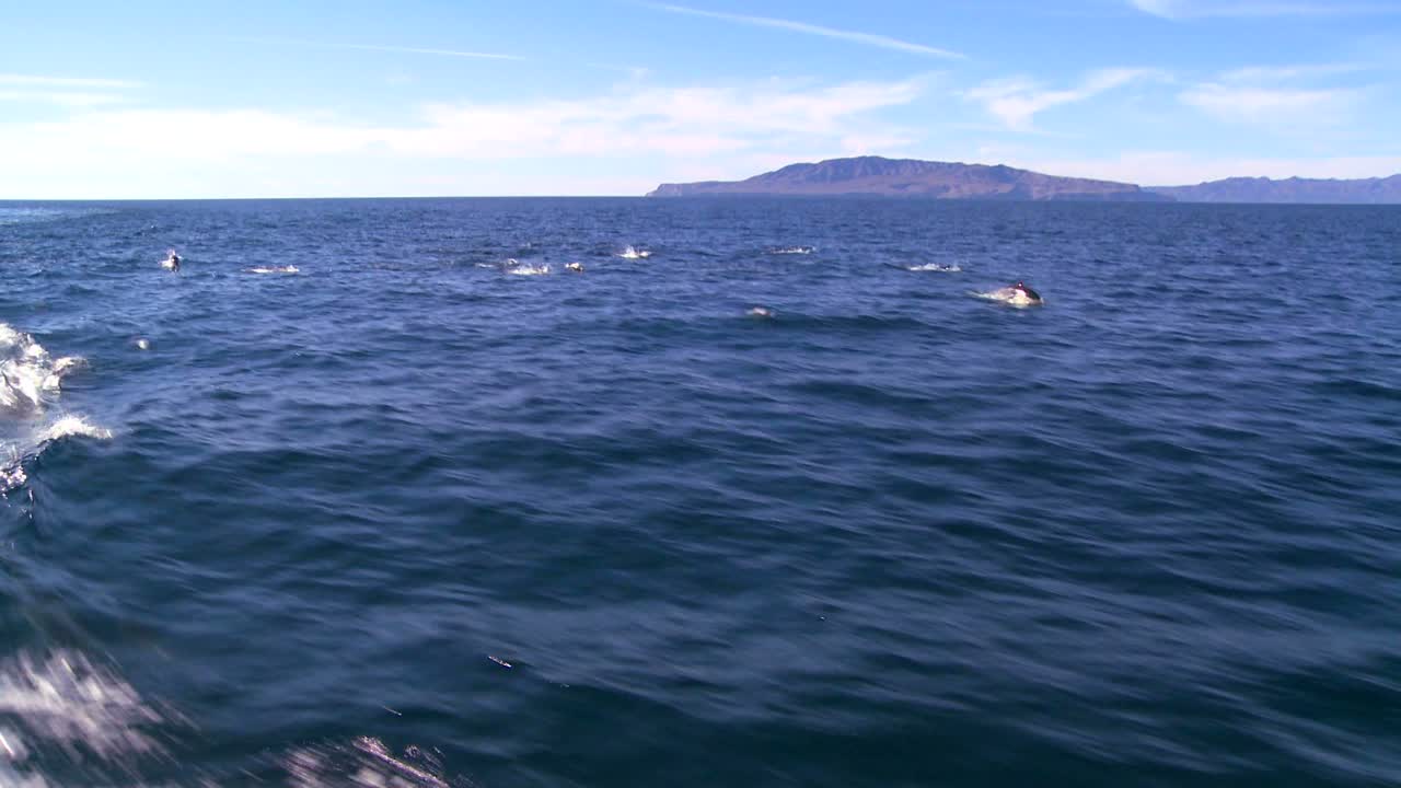 인근 보트에서 볼 수 있듯이 산타 바바라 캘리포니아 해안에서 장난치며 노는 돌고래 떼 1