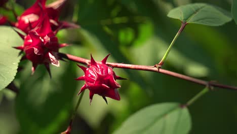 Schöner-Statischer-Schusswind,-Der-Vom-Roten-Roselle-Hibiskus-Sauerampfer-Am-Stiel-Weht