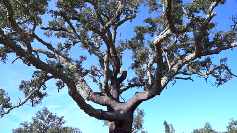 cork oak big tree decorked in a field, shot from bottom to top