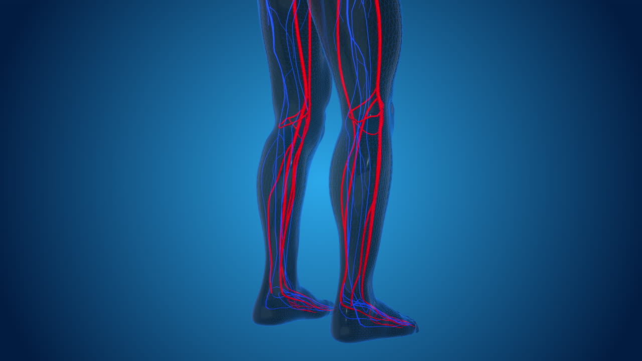 Human Leg Anatomy: Blood Vessels