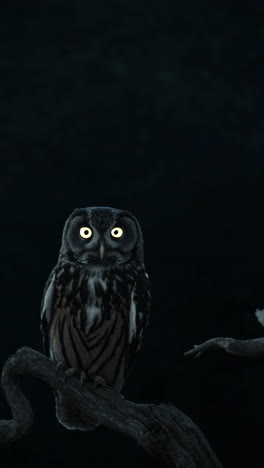 nocturnal owl on branch