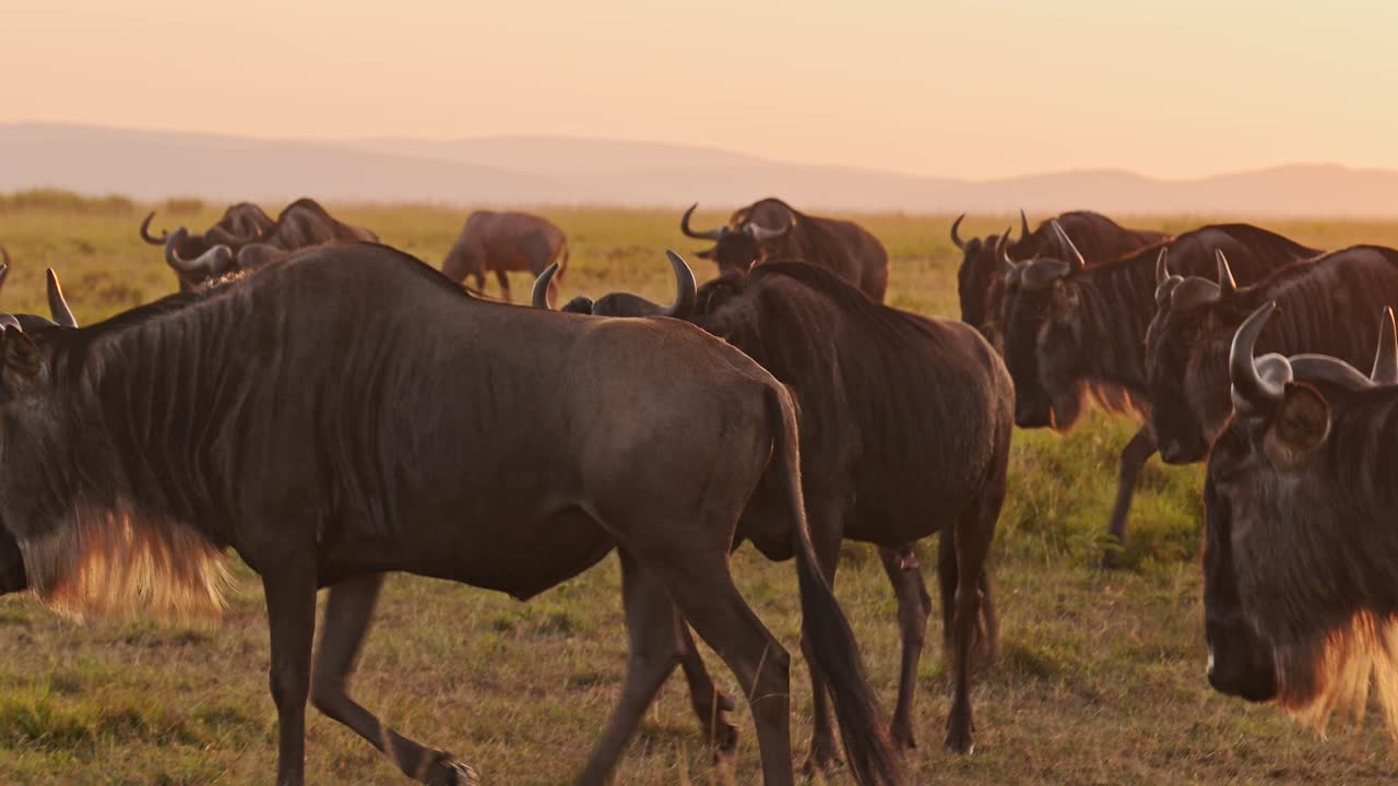 Slow Motion of Wildebeest Herd on Great Migration in Africa between Masai Mara in Kenya and Serengeti in Tanzania, African Wildlife Animals Walking in Orange Sunset Golden Hour Sunset Light