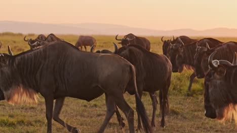 movimiento lento de la manada de ñus en la gran migración en áfrica entre masai mara en kenia y serengeti en tanzania, animales salvajes africanos caminando en el atardecer naranja hora dorada luz del atardecer