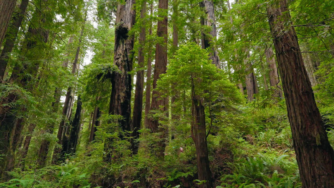 Discovering redwood beauty a family adventure in nature