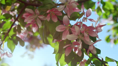 pink sakura view against cloudless sky. sunbeams falling on pink tree flowers.