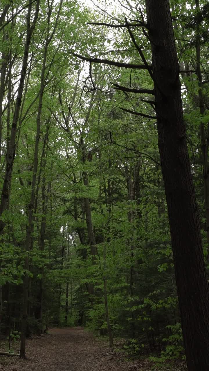 Very tall trees that seem to touch the sky on a slightly gray day, with lots of greenery along a path in a somewhat dark forest