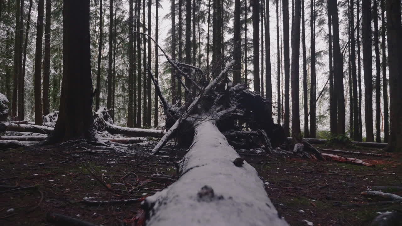 tronco de árbol de conífera caído húmedo en el bosque de invierno con raíces enormes contra bosques densos