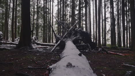 tronco de árbol de conífera caído húmedo en el bosque de invierno con raíces enormes contra bosques densos