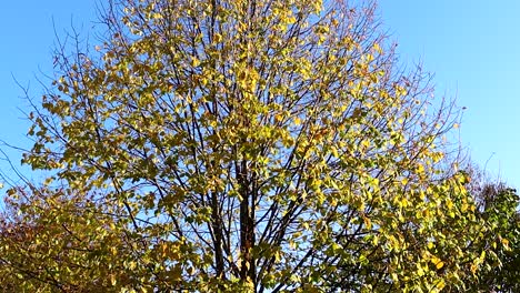 Autumn-leaves-gently-cascading-on-a-windless,-cloudless-day