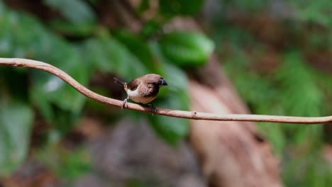 Camera-zooms-out-and-slides-to-the-left-while-looking-around-and-above,-Scaly-breasted-Munia-or-Spotted-Munia-Lonchura-punctulata,-Thailand