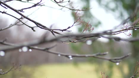 raindrops on autumn tree branches, close up with shallow depth of field