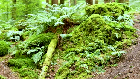 lush greenery and moss-covered forest landscape