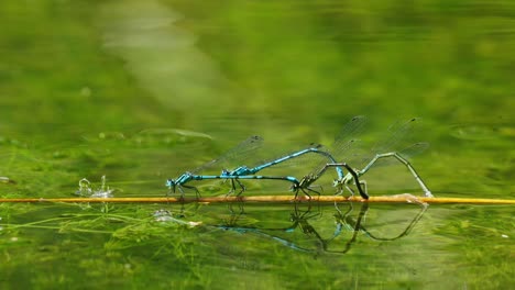 Caballito-Del-Diablo-Azul-Común-Formando-Una-Rueda-De-Apareamiento-Flotando-En-El-Agua