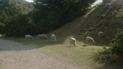 un grupo de ovejas blancas pastando en un páramo, hermoso parque nacional en dinamarca, rebild bakker, atmósfera de puesta de sol de verano