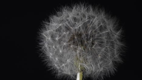 turning slow in front of camera of a dandelion