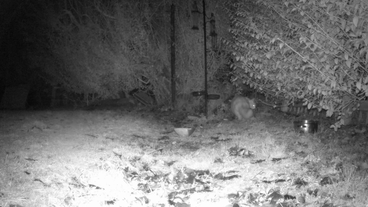 Ripresa con visione notturna di un gatto che cerca cibo in un giardino urbano.