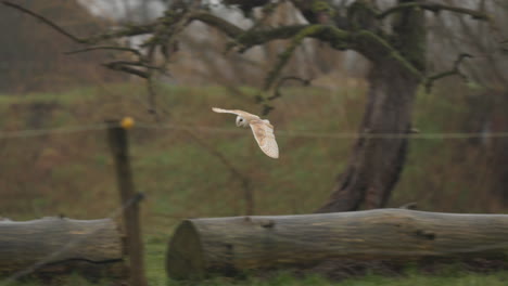 barn owl in flight