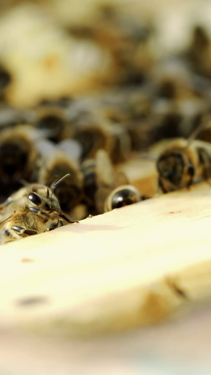 Honey insects crawling on the top of the frames in a beehive on a warm sunny day. Busy bees swarming together on surface in summer. Apiculture close-up Vertical video
