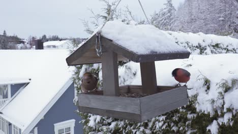 Kernbeißer-Und-Gimpel-Fressen-Im-Winter-An-Einem-Futterhäuschen-Für-Vögel---Nahaufnahme