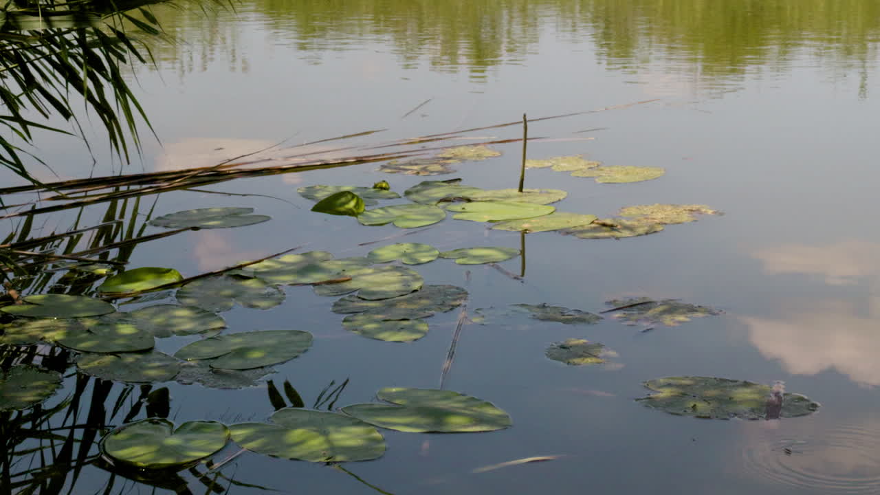 Waterplanten aan de oever van het meer, het water rimpelt en weerspiegelt