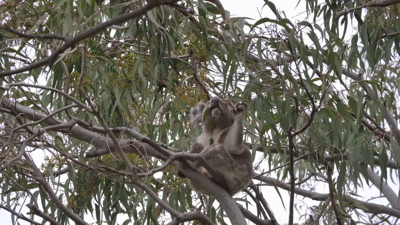 Un koala che mangia foglie di eucalipto mentre è seduto precariamente su un albero di eucalipto nativo australiano