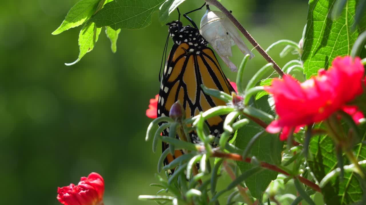 A monarch butterfly coming out of the chrysalis on a plant