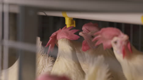 pollos leghorn enjaulados bebiendo agua en una granja avícola