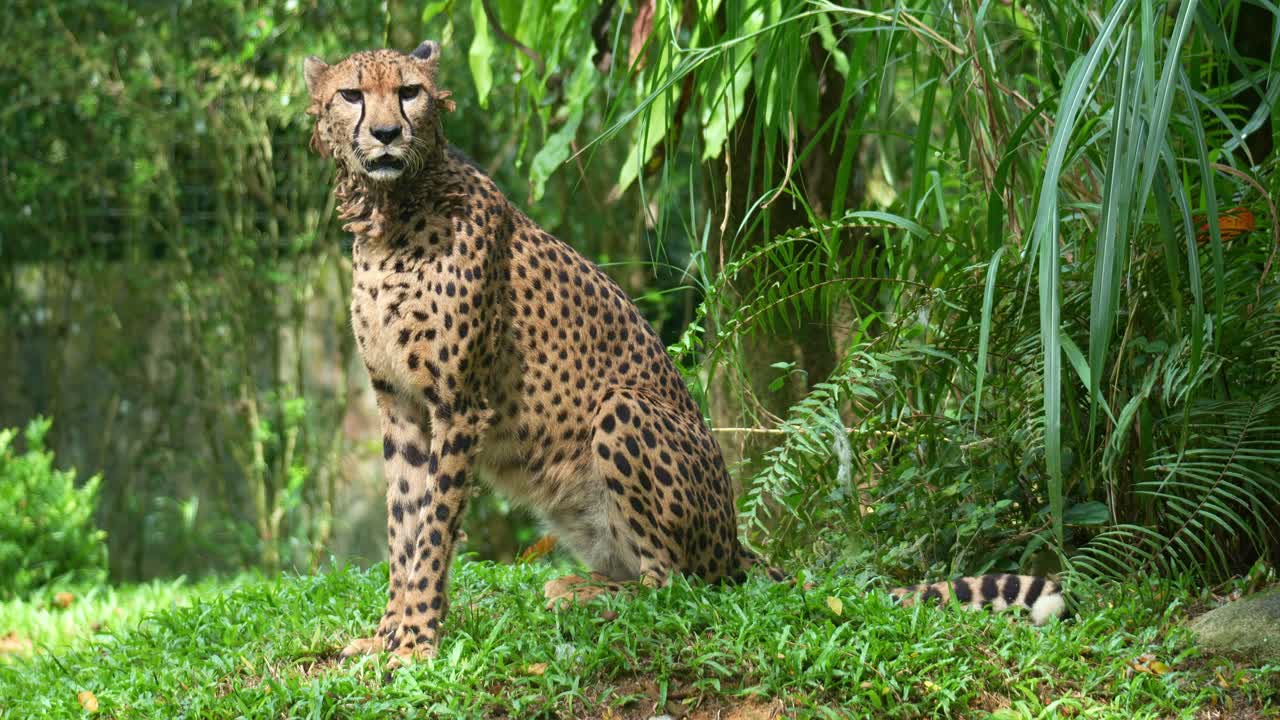 Bir çita (Acinonyx jubatus) çevresinde yürüyor ve dolaşıyor, ardından yere oturuyor, yakın çekim.