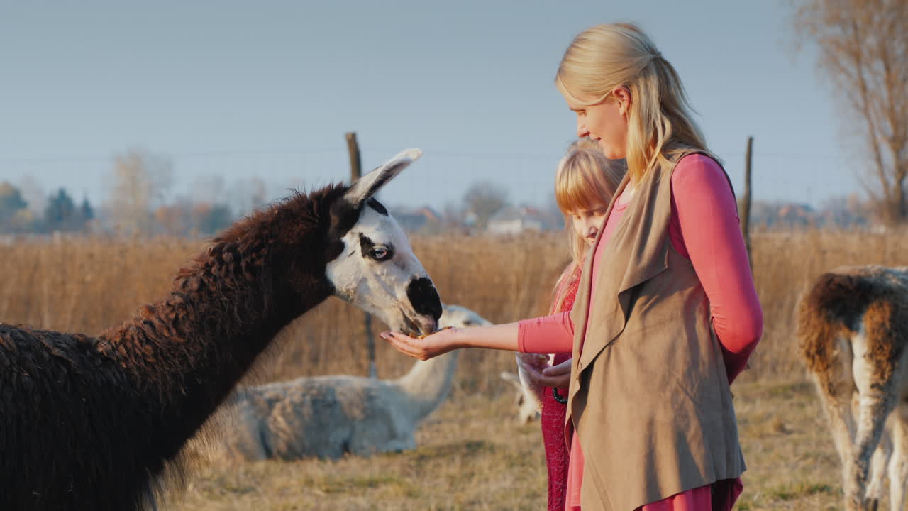 농장에서 아기에게 검은 알파카를 먹이는 여자