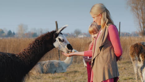 woman with baby feed black alpaca on a farm