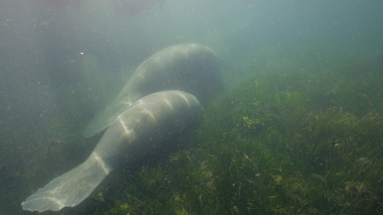 manatí bajo el agua y su bebé nadando a lo largo del fondo de las algas