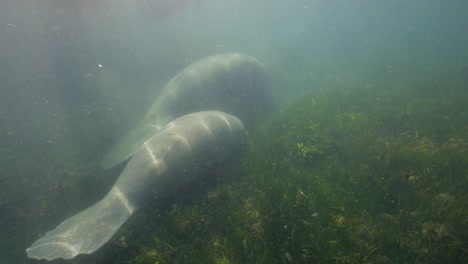 подводный ламантин и его детеныш плавают вдоль морских водорослей