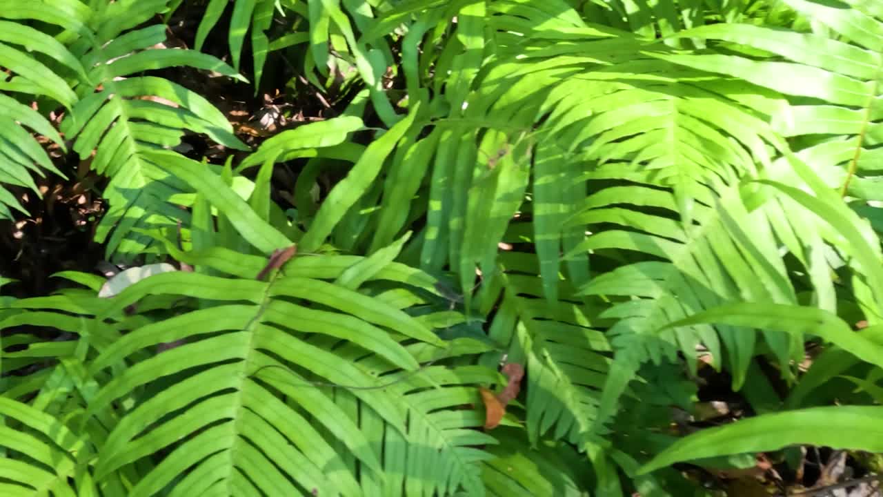 Close-up view of lush green fern leaves basking in natural sunlight, showcasing intricate patterns and vibrant colors.