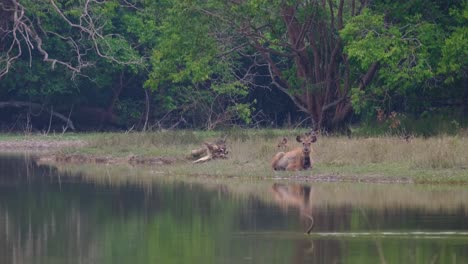 seen relaxing at the edge of the lake during the afternoon while a darter swims by then dives in to catch something to eat, sambar deer, rusa unicolor, phu khiao wildlife sanctuary, thailand