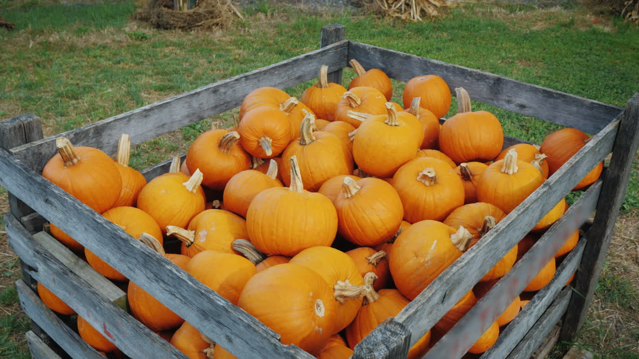 할로윈 판매를 위한 호박이 있는 큰 나무 상자