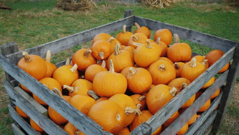 große holzkiste mit kürbissen für den halloween-verkauf