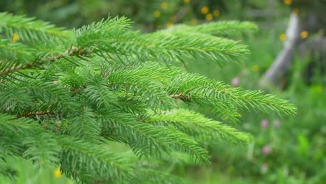 fresh green spruce tree branches