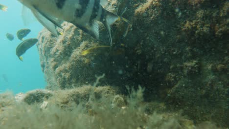 underwater view of green moon wrasse eating the eggs of damsel fish