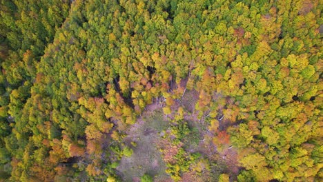 Yellow-and-green-forest-trees-on-high-mountains-of-the-Alps-in-Balkans,-Autumn-season