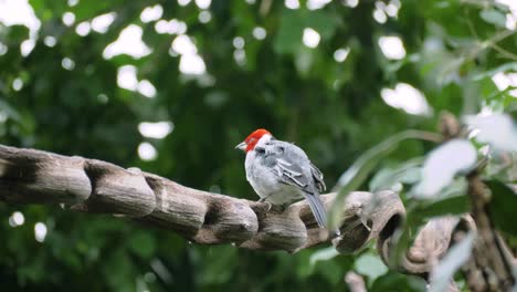 primer plano del cardenal de capucha roja sentado en una rama con curvas