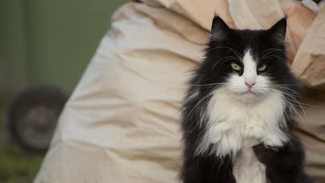 long haired black and white cat