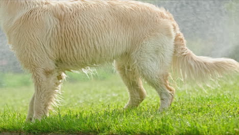 golden retriever playing in the sprinkler