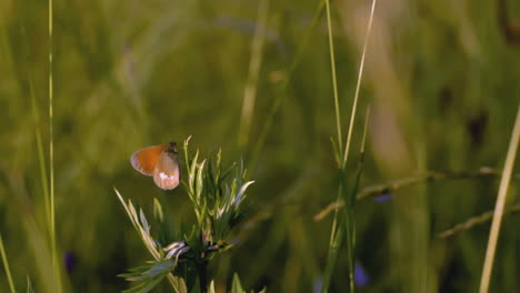 butterfly on a plant in a field