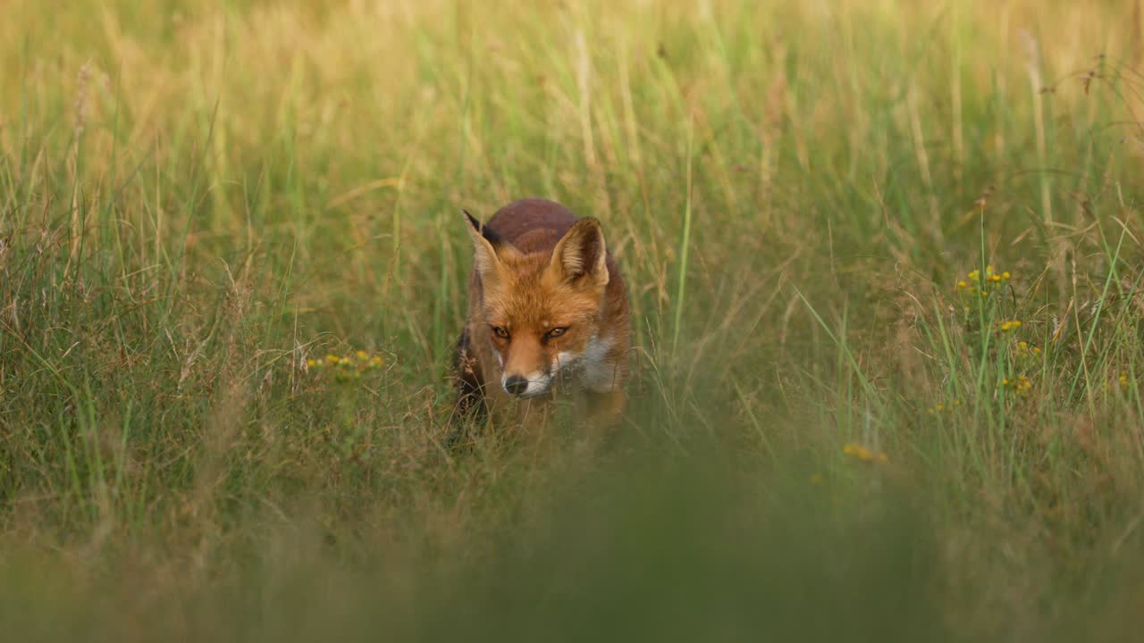 disparo frontal de zorro rojo curioso en hierba alta caminando directamente hacia la cámara
