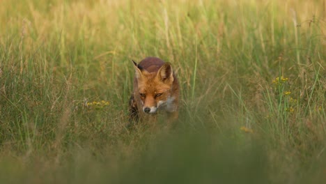 frontal shot of curious red fox in tall grass walking directly toward camera