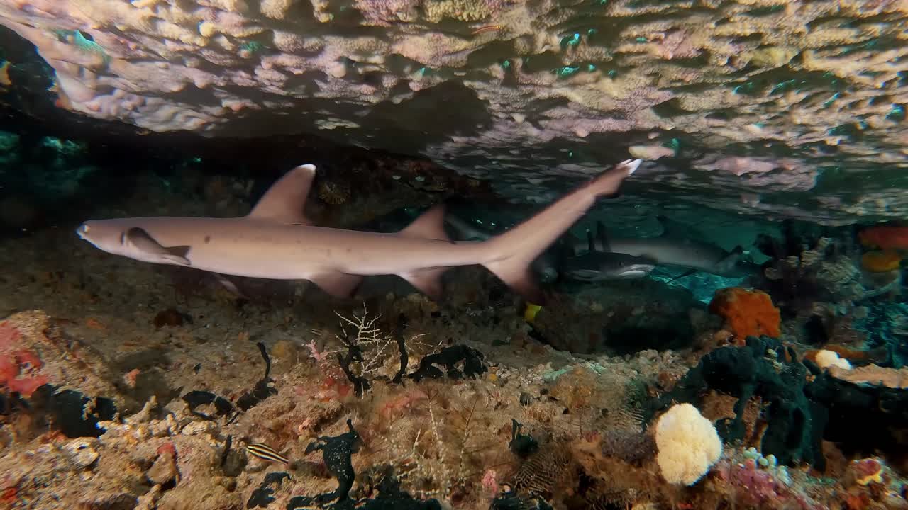 Baby white tip reef sharks sheltering and a large hard coral